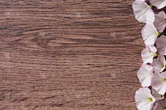 木制,背景,平铺,白色,文字,美,贺卡,芳香的,水平画幅,夏天