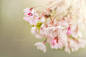 【美图分享】Valerie Quinn的作品《Cherry Blossoms》 #500px#