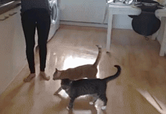ArtistJ/太阳采集到搞笑GIF