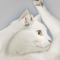 CheyenneTsou采集到嗨!我是猫