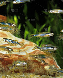 zsdjfnj采集到斑马鱼