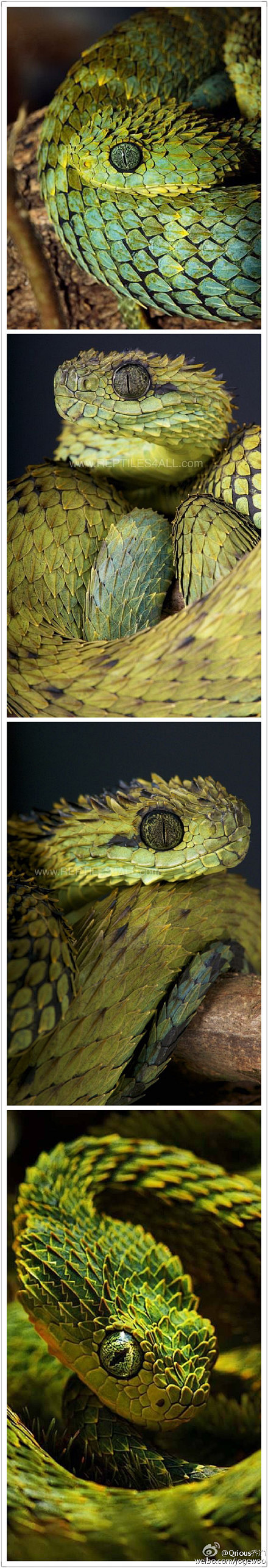 我觉得树蝰#Bush viper#这种蛇...