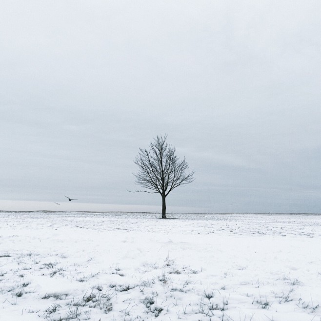 Winter tree | H-Cocu...