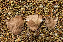 背景 笔记本电脑壁纸 树叶 石头 沙秋 高清壁纸 自然 全高清壁纸