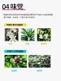 五感疗法  怎样设计理想的疗养花园？ - 小红书