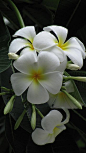 Plumeria