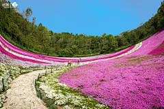 美丽的花海 - 诠摄汇