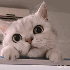 Tr不完美小孩采集到猫