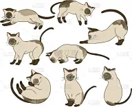 暹罗猫,可爱的,宠物,背景分离,图像,猫,腮须,猫科动物,一只动物