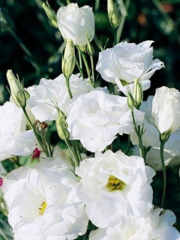 White Lisianthus by ...