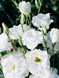 White Lisianthus by frankie