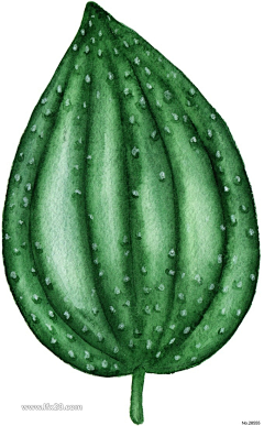 会发芽的指尖采集到插画手绘植物