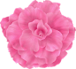 【音画素材】PNG花朵装饰素材（48） - 五洲的日志 - 网易博客