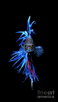 Blue Betta Fish Photograph