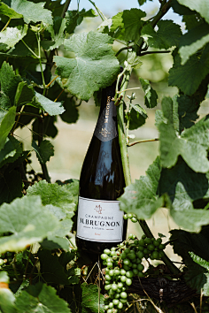 红酒-花瓣网|陪你做生活的设计师 | hampagne m. brugnon