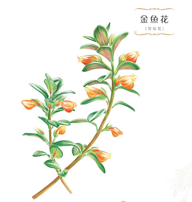 花绘 插画 手绘 小清新 色铅笔  植物...