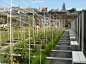加拿大魁北克Boustrophedon花园Boustrophedon <wbr>Garden <wbr>by <wbr>PLANT <wbr>Architect