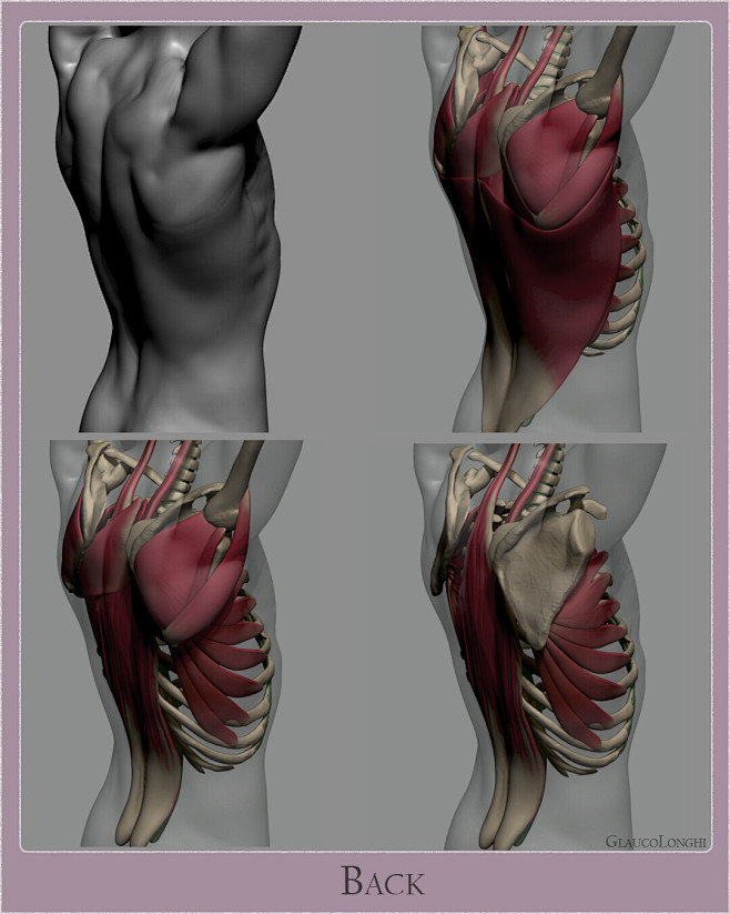 Anatomy Studies Part...