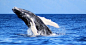 Whale watching on Maui. Phot Credit: LindaJ Long on Flickr