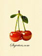 樱桃 美食的世界 大师手绘复古水彩 治愈 水彩， 水果 花 甜蜜 美味 素材 #素材#