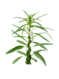 芝麻