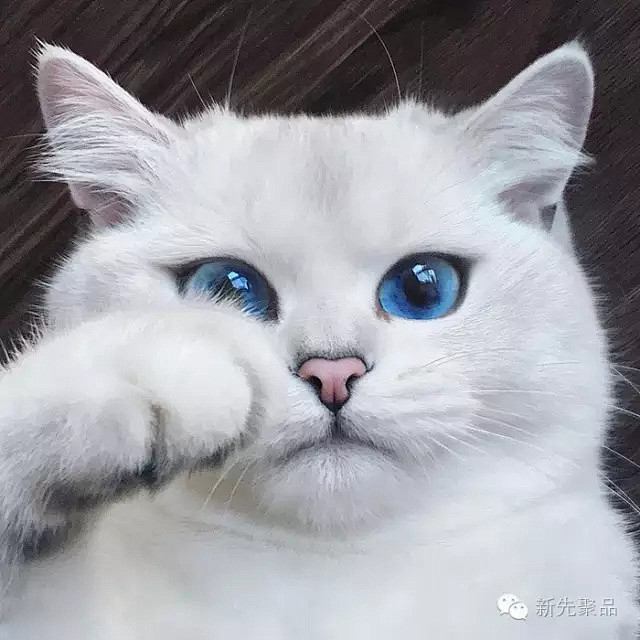 全球最美的29只猫咪