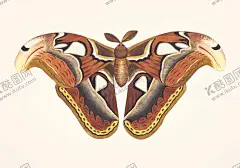 蝴蝶 【酷图网】昆虫集合,小昆虫,夏日昆虫,小虫子,昆虫图标,甲壳虫,苍蝇,螳螂,蜻蜓,瓢虫,蟑螂,蜜蜂,蚂蚁,蚂蚱,蝴蝶,手绘蝴蝶,手绘昆虫,七星瓢虫,彩色蝴蝶,彩色昆虫,清新PNG背景,手绘素材,插画,装饰画,昆虫插画,壁纸,水彩画,手机壳,抱枕,花卉素材,邀请函,贺卡,请柬,邀请卡