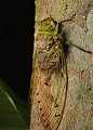 Empress cicada on a tree in a National Park In Borneo