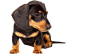 腊肠狗PNG