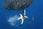 Short-beaked common dolphins and Cory's Shearwater (Calonectris diomedea) hunt blue jack mackerel (Trachurus picturatus) in Azores, North Atlantic Ocean