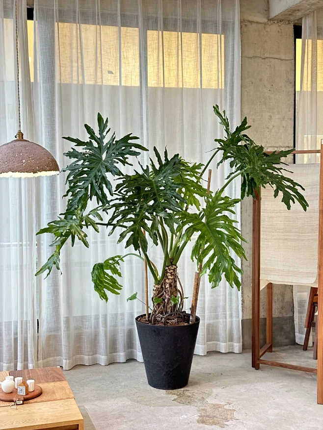大空间绿植们 - 小红书-花瓣网
