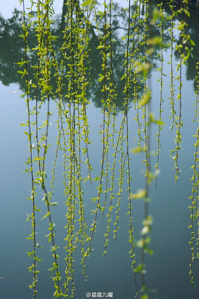 不知细叶谁裁出二月春风似剪刀