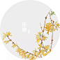连翘