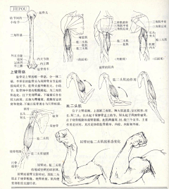 雪snow~采集到人体造型参考