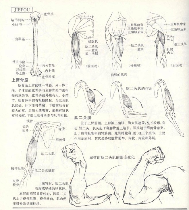 人体造型基础——人体局部解剖 - 水木白...