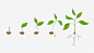 小豆芽的生长发育png免抠素材_新图网 https://ixintu.com 绿色 生长过程 成长 植物 新鲜 小植物 免抠