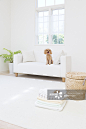 Toy Poodle Sitting On Couch_创意图片