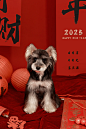宠物新年照｜进来看小狗大笑！ - 小红书