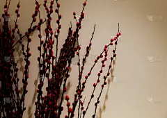 美丽的红草花摆放在墙上