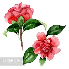 山茶花手绘 - 搜索结果 - 图虫创意-全球领先正版素材库-Adobe Stock中国独家合作伙伴