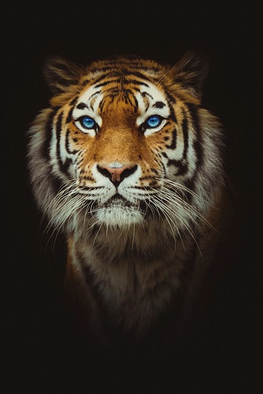 Eye of the Tiger | P...