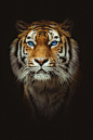 Eye of the Tiger | Photographer | CV
