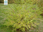 紫珠 Callicarpa bodinieri Levl. 中国植物图像库