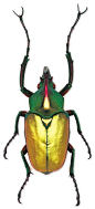 Say it with me: Theodosia perakensis. Ya.. screw that. It’s a scarab beetle.: 