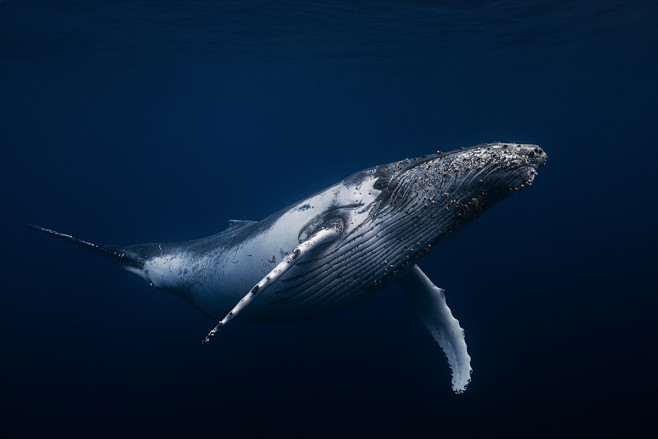 humpbackwhalewwwunderwaterlandscapecomonbehance