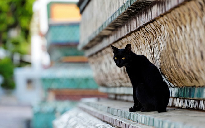 动物 狗 老虎 狮子  猫 猴子 蜥蜴 ...