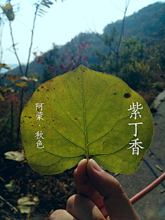 流离孤岛采集到杂集