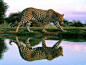 Big cat and reflection in water.