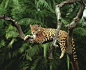  亚马孙热带雨林树上休息的美洲豹。 (640×524)