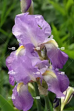 春天 虹膜 紫色花 蓝色 花壁纸 花园 自然 美丽的花朵